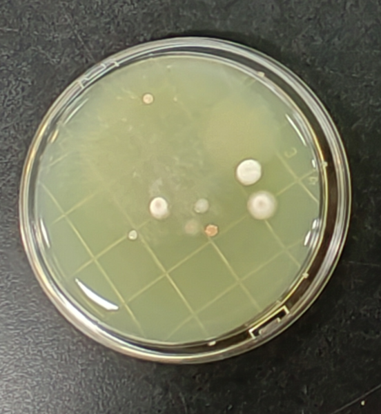 嬰配乳粉生產(chǎn)企業(yè)環(huán)境微生物監(jiān)測(一)——表面微生物采樣 嬰配乳粉生產(chǎn)企業(yè)環(huán)境微生物監(jiān)測(一)——表面微生物采樣