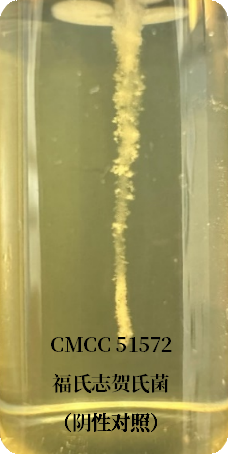 誰(shuí)是芽胞桿菌中的“運(yùn)動(dòng)健將”？