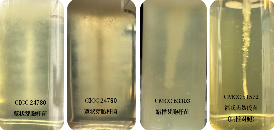 誰(shuí)是芽胞桿菌中的“運(yùn)動(dòng)健將”？