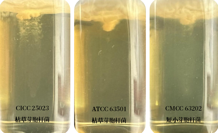 誰(shuí)是芽胞桿菌中的“運(yùn)動(dòng)健將”？