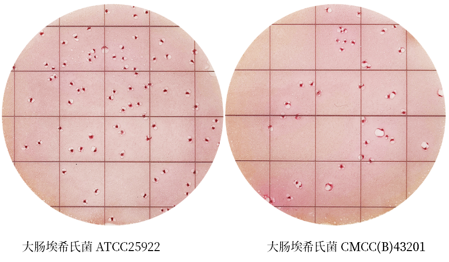 陸橋推出新大腸菌群測試片：符合GB4789.3-2025
