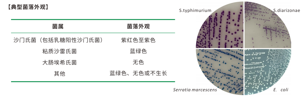 沙門檢測(cè)新助手—沙門氏+顯色培養(yǎng)基