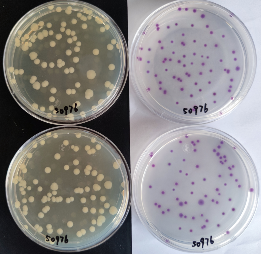 沙門檢測(cè)新助手—沙門氏+顯色培養(yǎng)基