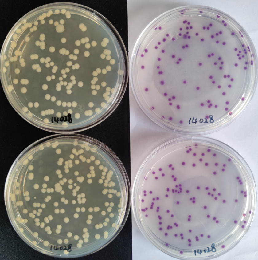 沙門檢測(cè)新助手—沙門氏+顯色培養(yǎng)基