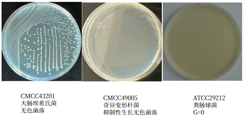 沙門檢測(cè)新助手—沙門氏+顯色培養(yǎng)基
