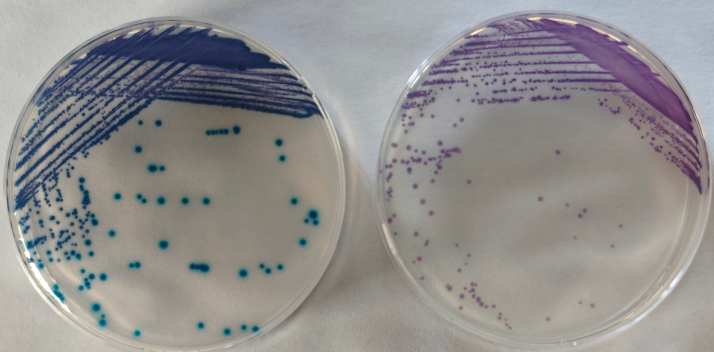 沙門檢測(cè)新助手—沙門氏+顯色培養(yǎng)基