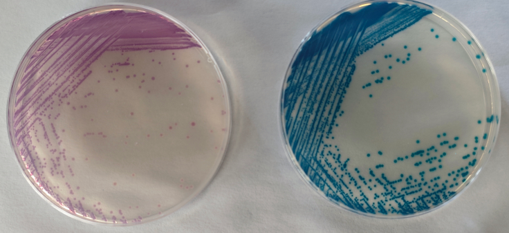 沙門檢測(cè)新助手—沙門氏+顯色培養(yǎng)基