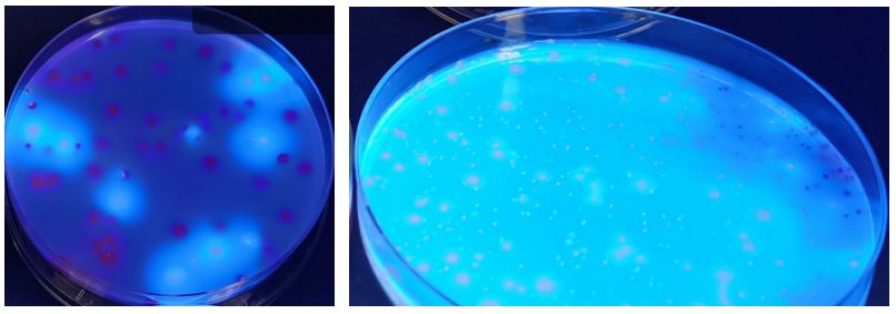 GB 4789.38－2025《食品安全國家標準　食品微生物學檢驗　大腸埃希氏菌計數(shù)》解讀