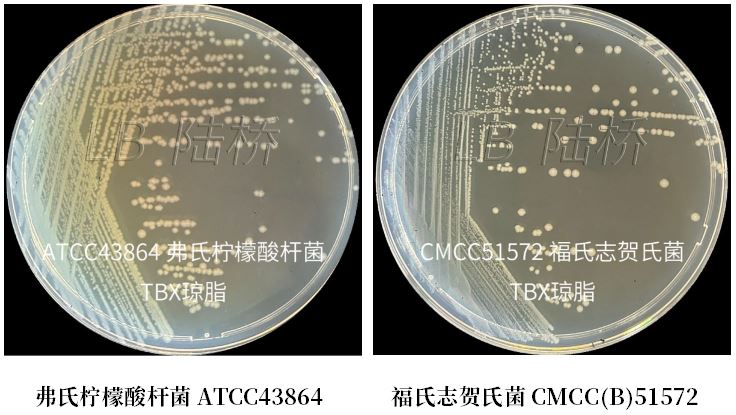 GB 4789.38－2025《食品安全國家標準　食品微生物學檢驗　大腸埃希氏菌計數(shù)》解讀