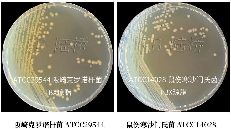GB 4789.38－2025《食品安全國家標準　食品微生物學檢驗　大腸埃希氏菌計數(shù)》解讀