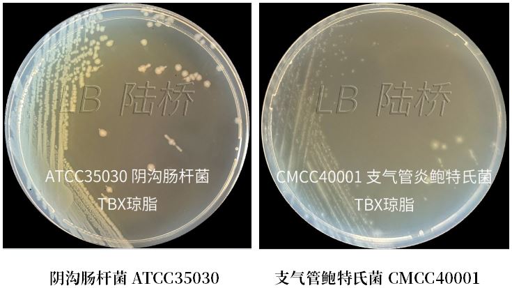 GB 4789.38－2025《食品安全國家標準　食品微生物學檢驗　大腸埃希氏菌計數(shù)》解讀
